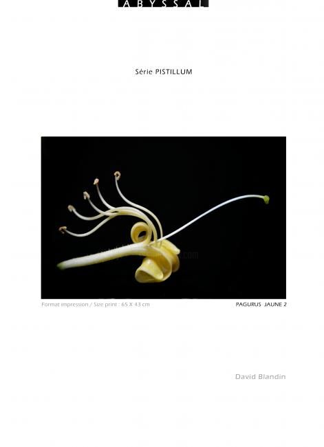Fotografie mit dem Titel "Série escargot" von David Blandin, Original-Kunstwerk