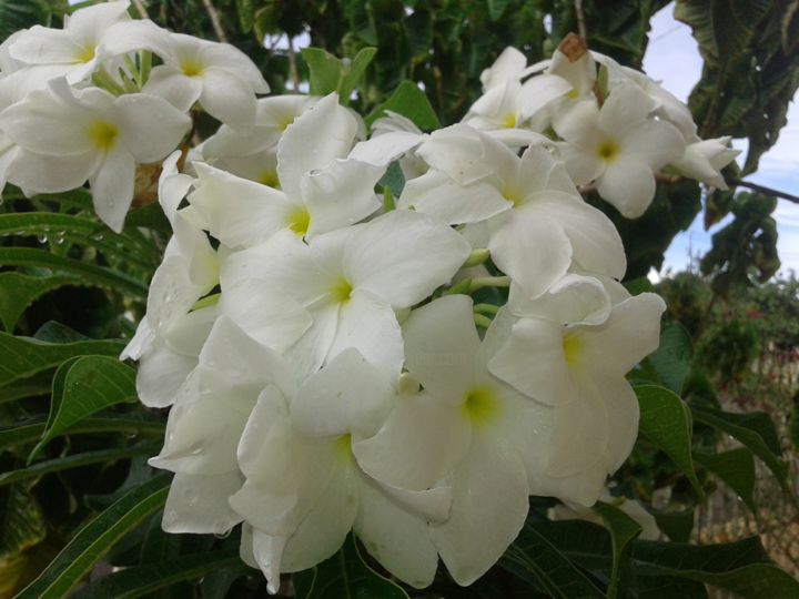Fotografia intitulada "flores brancas" por Dayana Trindade, Obras de arte originais