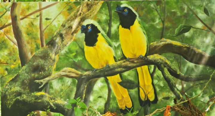 Pintura titulada "Ave cianocorax" por David Daza, Obra de arte original, Acrílico Montado en Panel de madera