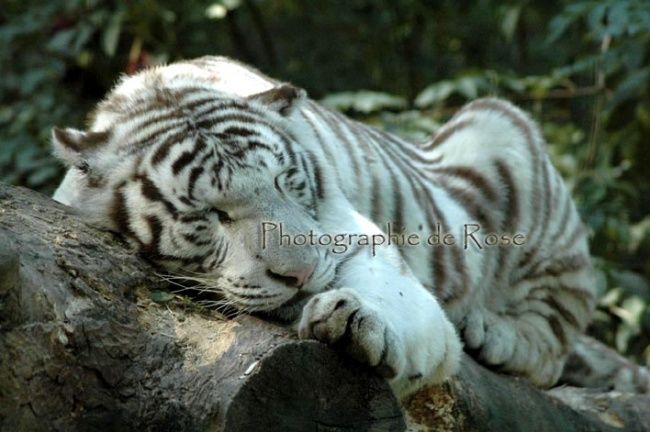 Fotografía titulada "Tigre blanc" por Rose Dali, Obra de arte original