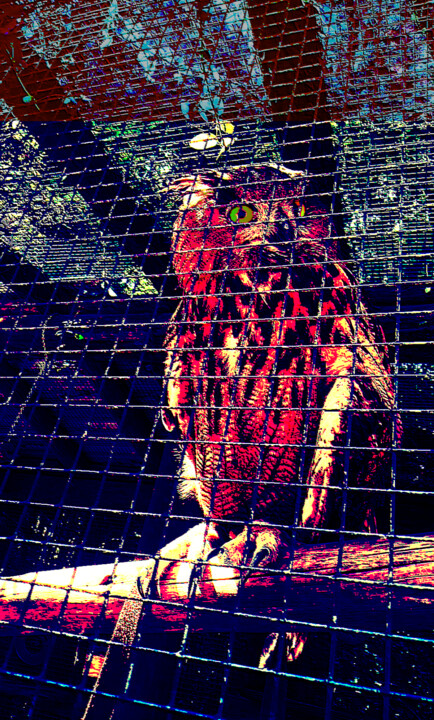 Fotografia intitolato "owl will be free" da Ariel Velez, Opera d'arte originale, Fotografia digitale