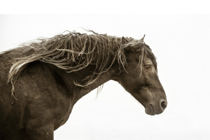 摄影 标题为“Windswept” 由Debra Garside, 原创艺术品, 数码摄影