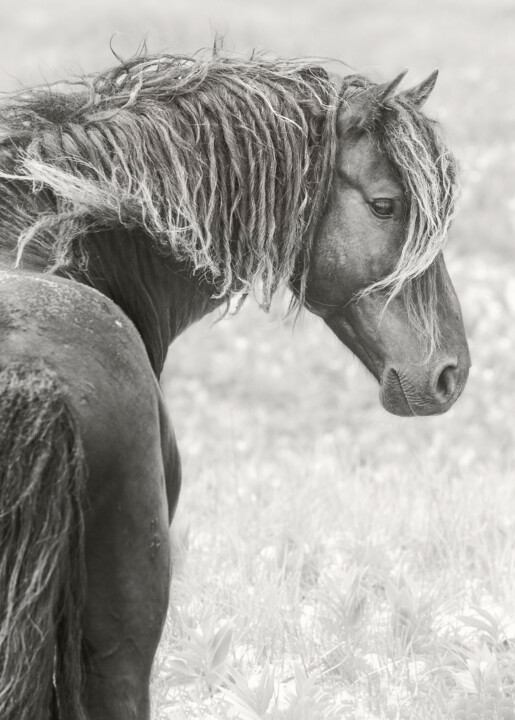 Photographie intitulée "Windswept II" par Debra Garside, Œuvre d'art originale, Photographie numérique