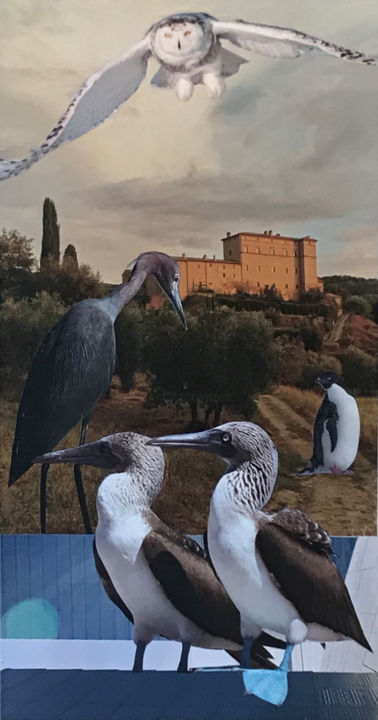 Collages intitulée "BlueFooted Boobies…" par Debra Rogers, Œuvre d'art originale, Collages