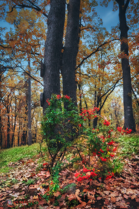 Fotografia zatytułowany „Is it autumn or is…” autorstwa Dejan Travica, Oryginalna praca, Fotografia cyfrowa