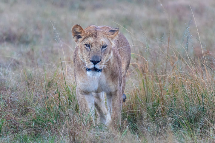 Photographie intitulée "Lionne au Masaï Mar…" par Didier Delavaud, Œuvre d'art originale, Photographie numérique