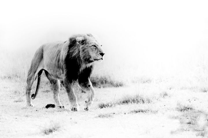 Photography titled "Simba" by Didier Delavaud, Original Artwork, Digital Photography