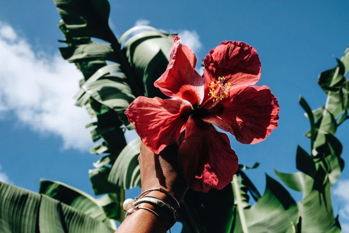 Fotografie mit dem Titel "Tropical flower - h…" von Anais Delphin, Original-Kunstwerk, Digitale Fotografie