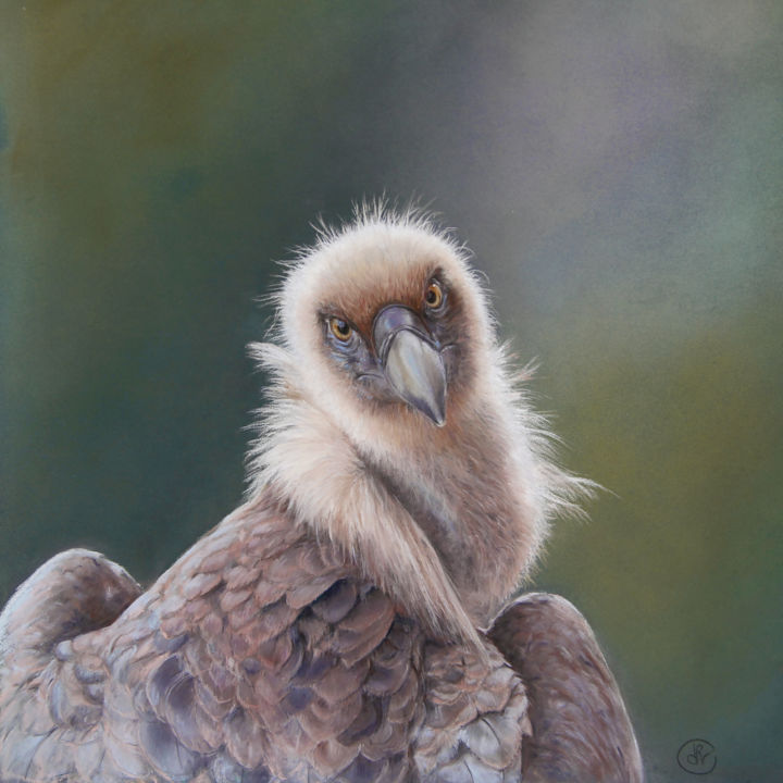 Painting titled "vautour-fauve-gyps-…" by Delphine Caissial, Original Artwork, Pastel