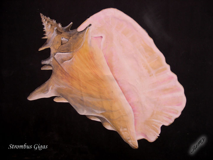 Painting titled "Strombus Gigas des…" by Jamy Delpias, Original Artwork