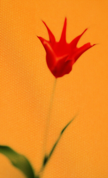 Fotografie getiteld "Tulipe simple" door Denis Chapoullié, Origineel Kunstwerk, Film fotografie