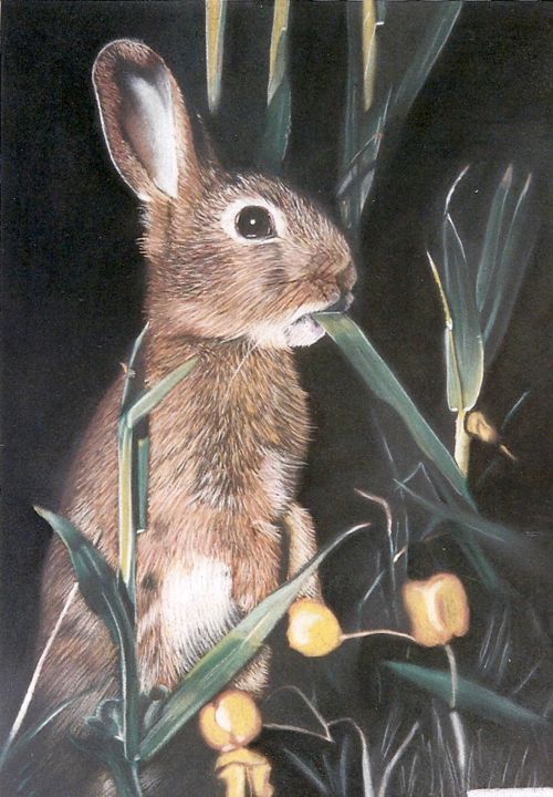 Dessin intitulée "lapin de garenne" par Denis Bachelet, Œuvre d'art originale, Pastel