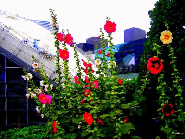 Photography titled "ROSES TREMIERES" by Denise Guilhaumon, Original Artwork