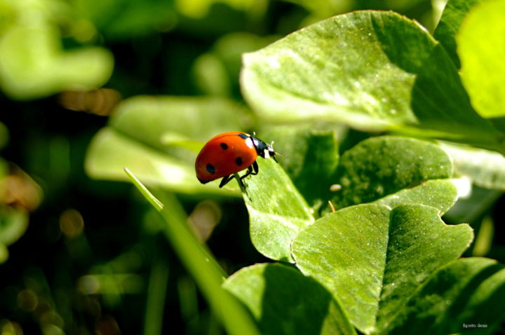 Photography titled "coccinelle" by Denis Figorito, Original Artwork