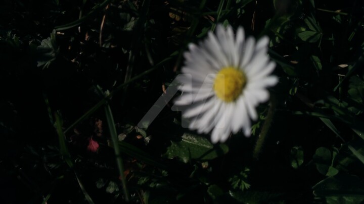 Photographie intitulée "paquerette" par Deph, Œuvre d'art originale, Photographie non manipulée