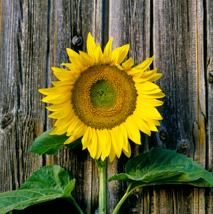 Photography titled "Sunflower on Wood i…" by Derek Harris, Original Artwork, Non Manipulated Photography