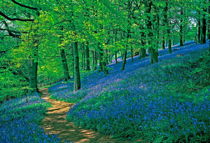 Photographie intitulée "Bluebell Wood the I…" par Derek Harris, Œuvre d'art originale, Photographie non manipulée