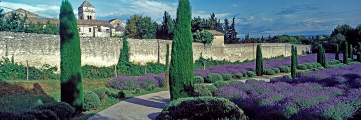 Fotografia intitolato "The Lavender garden…" da Derek Harris, Opera d'arte originale, Fotografia non manipolata