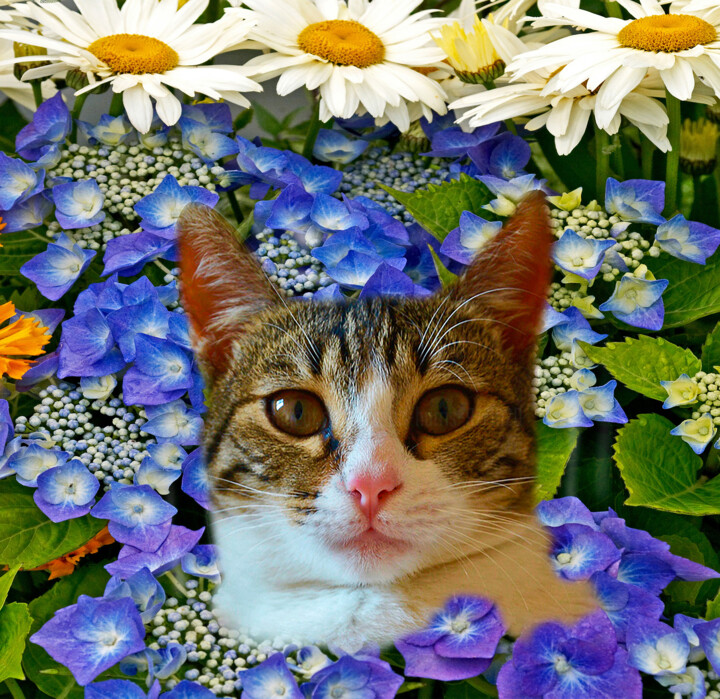 Photography titled "Cat in my Flower Ga…" by Derek Harris, Original Artwork, Manipulated Photography