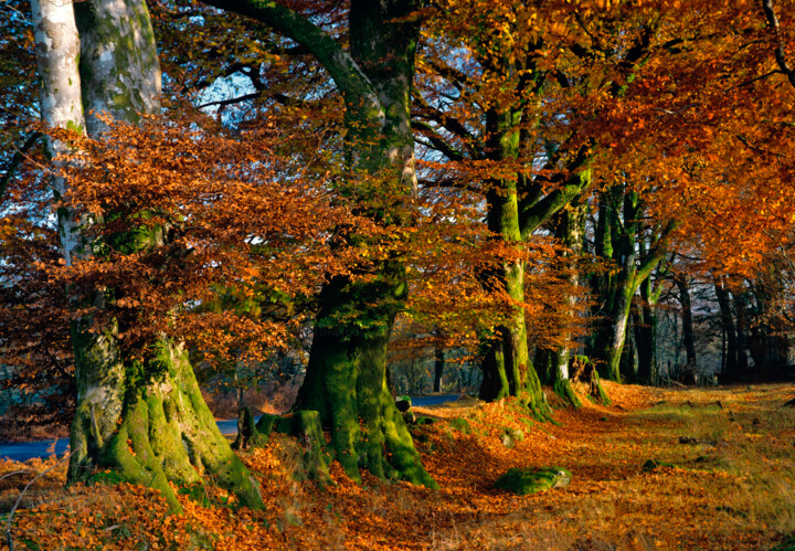 Photography titled "Autumn Colours" by Derek Harris, Original Artwork, Non Manipulated Photography