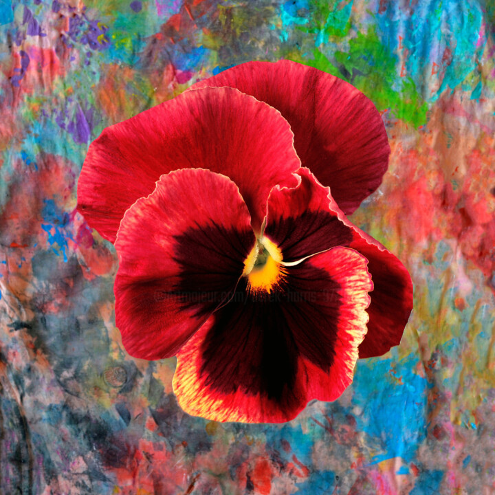 Photography titled "Colourful Viola 1" by Derek Harris, Original Artwork, Manipulated Photography