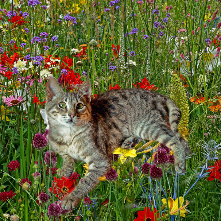 Fotografia intitulada "Cat in my Garden 8" por Derek Harris, Obras de arte originais, Fotografia Manipulada