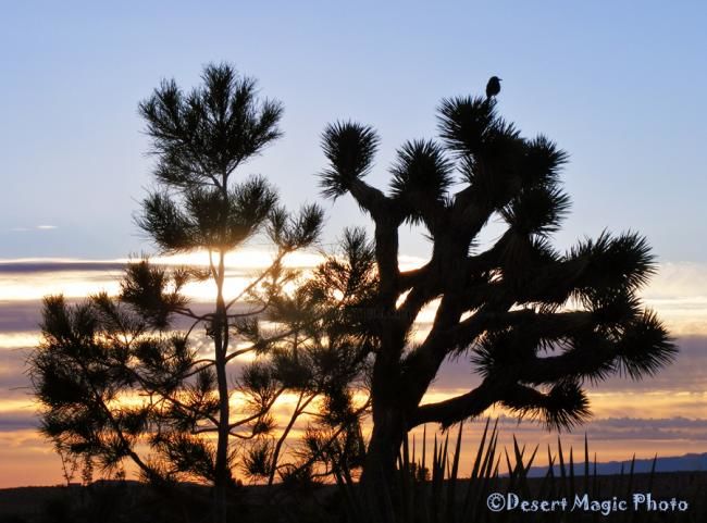 Photographie intitulée "Sunrise 2" par Desert Magic!, Œuvre d'art originale