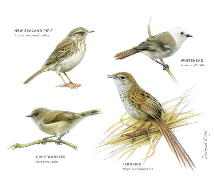 Рисунок под названием "Small brown birds,…" - Desmond Bovey, Подлинное произведение искусства, Акварель
