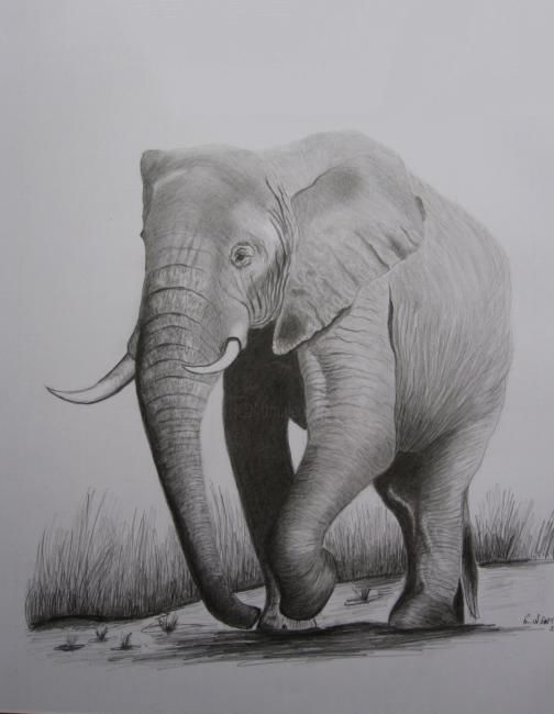 Dessin intitulée "Elephant" par Dessinangel, Œuvre d'art originale, Autre