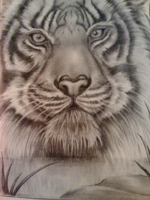 Disegno intitolato "tiger" da David Wendes, Opera d'arte originale