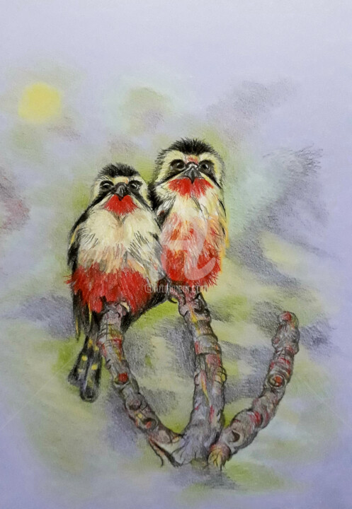 Dessin intitulée "Two tiny Falconets" par Diana Editoiu, Œuvre d'art originale, Crayon