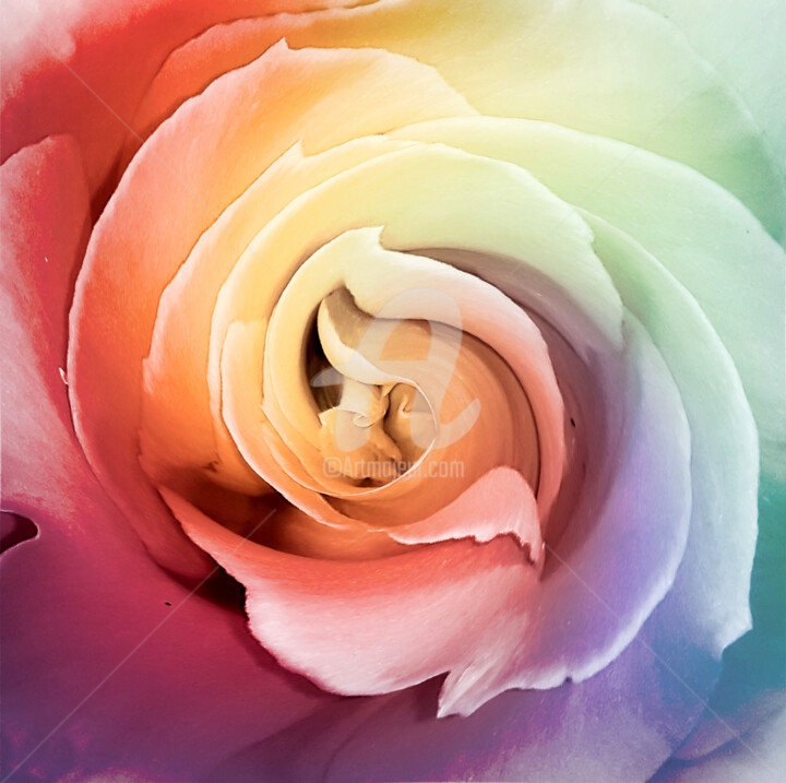 Fotografie getiteld "Rainbow rose swirl" door Diana Editoiu, Origineel Kunstwerk, Digitale fotografie