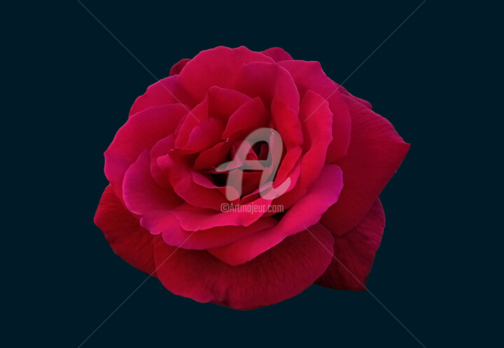 Fotografia zatytułowany „Royal red rose” autorstwa Diana Editoiu, Oryginalna praca, Fotografia cyfrowa