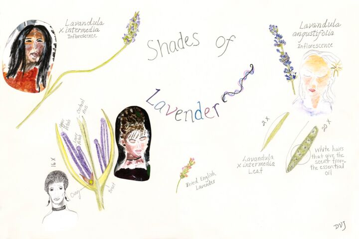 Peinture intitulée "Shades of Lavender" par Diane Jones, Œuvre d'art originale, Acrylique