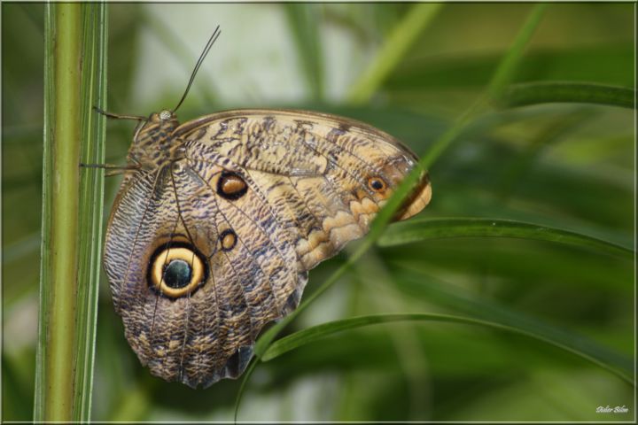 Fotografie getiteld "butterfly nature ph…" door Didier Bilon, Origineel Kunstwerk, Digitale fotografie