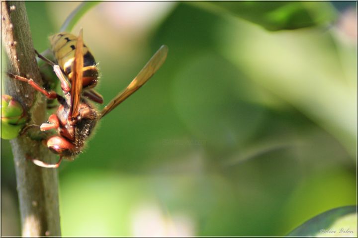 摄影 标题为“The world of insect…” 由Didier Bilon, 原创艺术品, 数码摄影