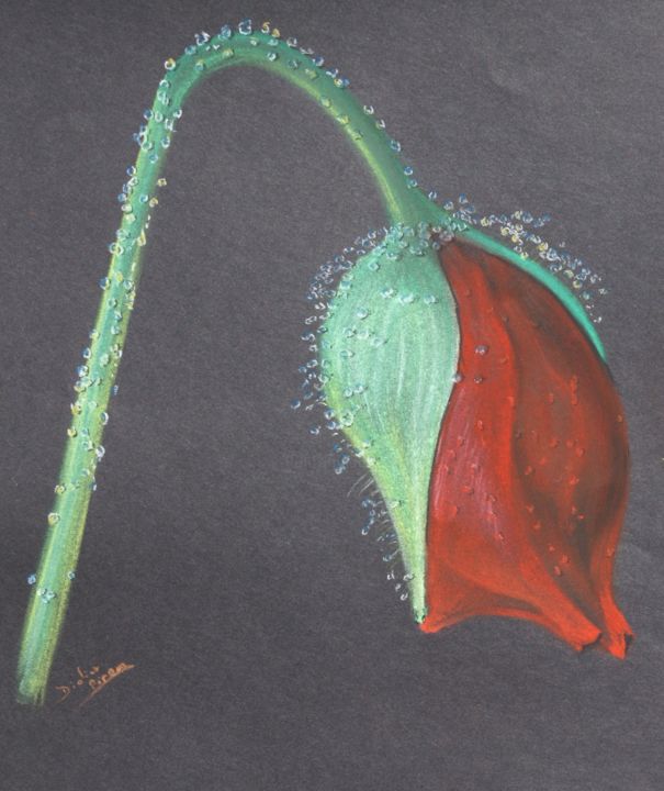 Drawing titled "Coquelicot en bouton" by Didier Piron, Original Artwork, Pastel