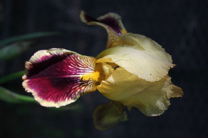 Photographie intitulée "Iris jaune" par Didier Piron, Œuvre d'art originale