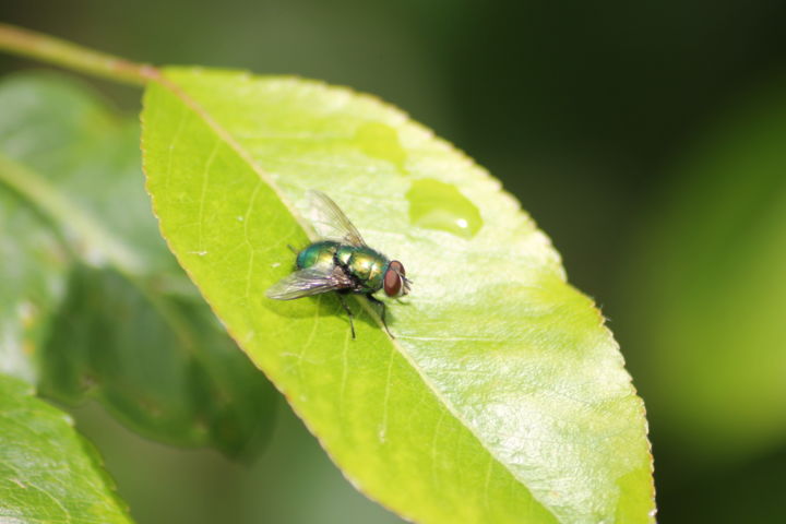 Fotografie getiteld "La mouche verte" door Didier Piron, Origineel Kunstwerk