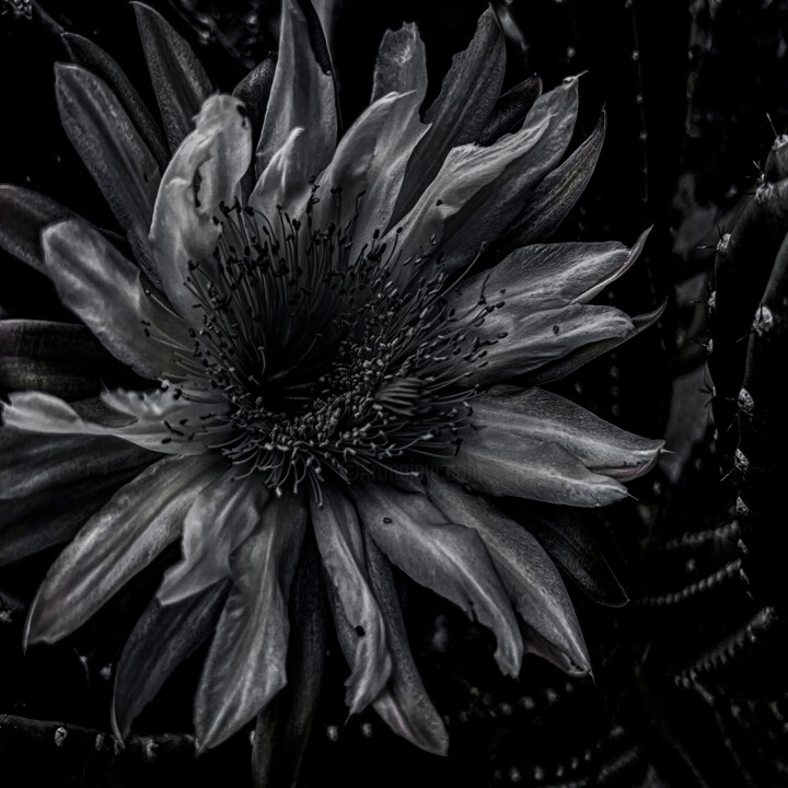 Фотография под названием "Echinopsis chiloens…" - Didier Van Der Borght, Подлинное произведение искусства, Цифровая фотограф…