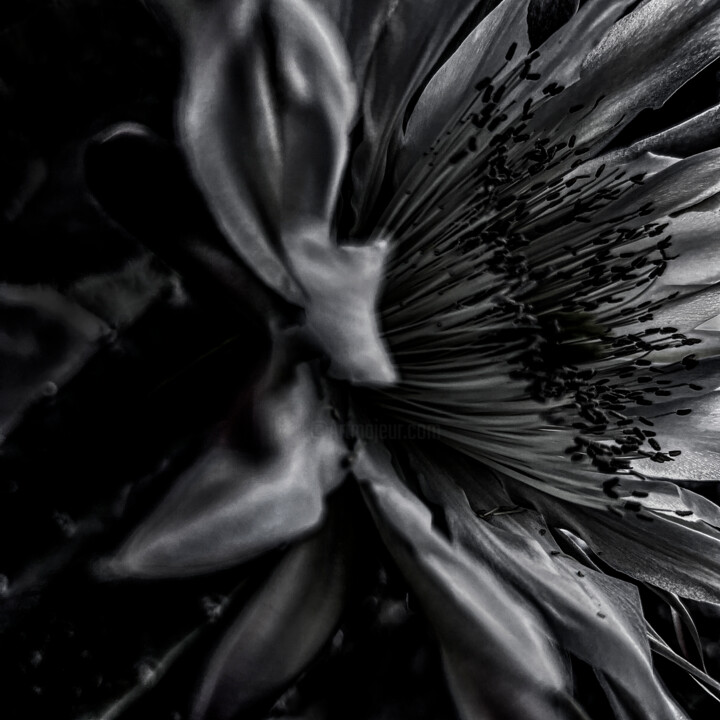 Fotografia intitolato "Echinopsis chiloens…" da Didier Van Der Borght, Opera d'arte originale, Fotografia digitale