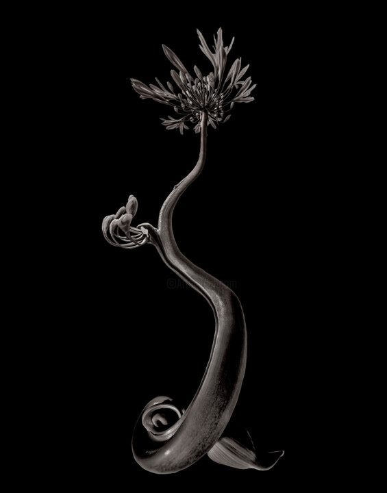 Photographie intitulée "Chimère 2" par Didier Van Der Borght, Œuvre d'art originale, Photographie manipulée
