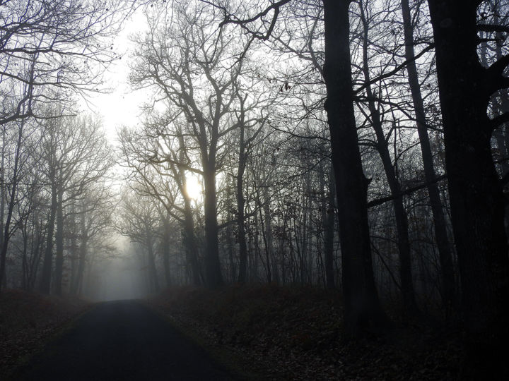 Photographie intitulée "Allée de brouillard" par Didier Cayet, Œuvre d'art originale