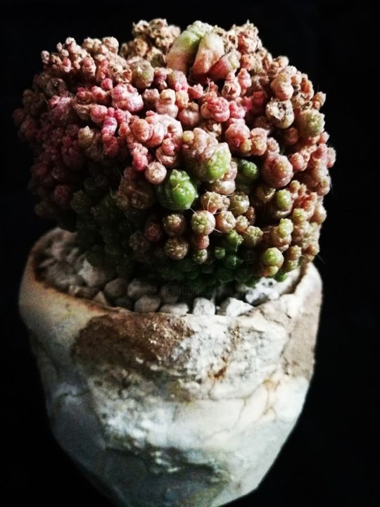 Photographie intitulée "photo-cactuse.jpg" par Didier Moons, Œuvre d'art originale