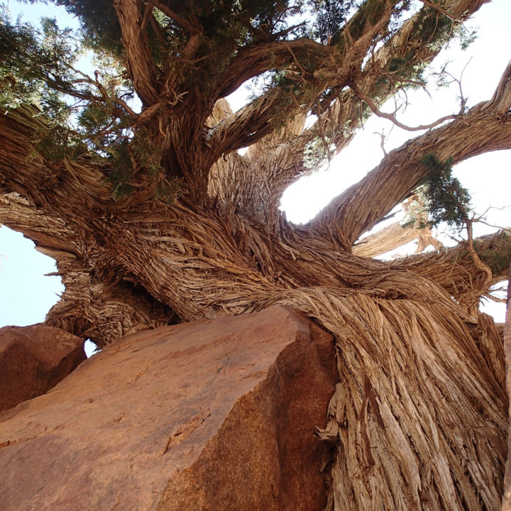 "Juniperus thurifera" başlıklı Fotoğraf D. Oms tarafından, Orijinal sanat, Dijital Fotoğrafçılık Alüminyum üzerine monte edi…