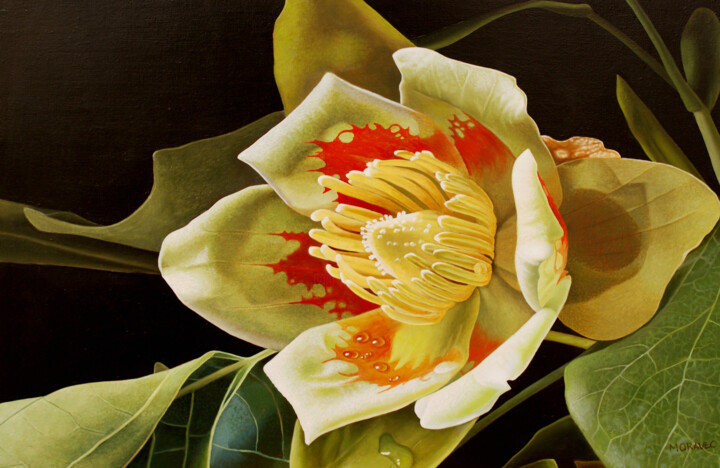 Painting titled "Liriodendron Tulipi…" by Dietrich Moravec, Original Artwork, Oil