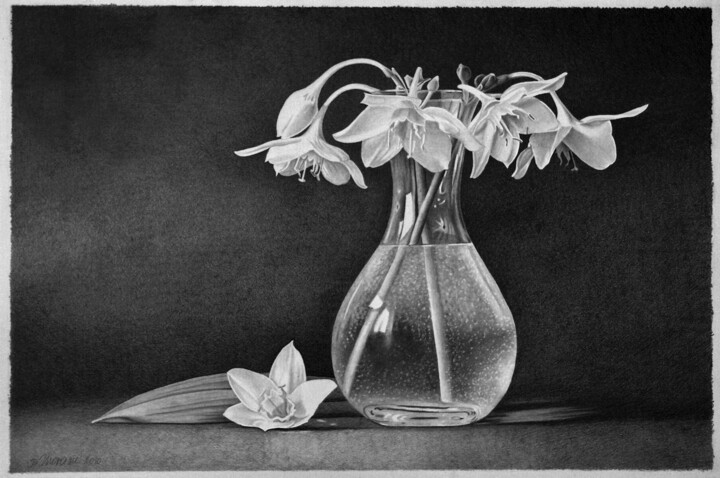 Drawing titled "White Blossoms" by Dietrich Moravec, Original Artwork, Graphite