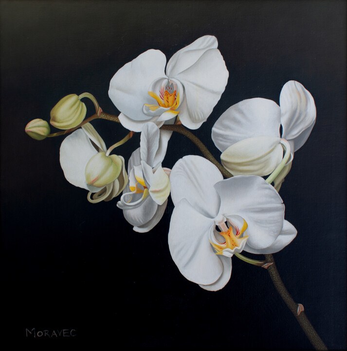 Malarstwo zatytułowany „Phalaenopsis” autorstwa Dietrich Moravec, Oryginalna praca, Olej