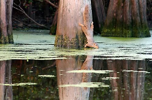 Photography titled "Louisiana Bayou Fox…" by Keith Skinner, Original Artwork