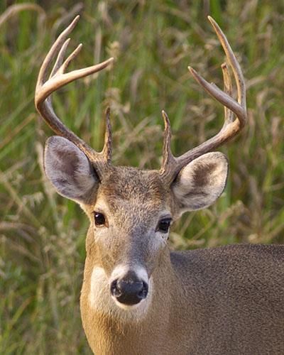 Fotografia intitulada "Louisiana Whitetail…" por Keith Skinner, Obras de arte originais